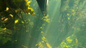 Щука с добычей подводная охота река Воронеж