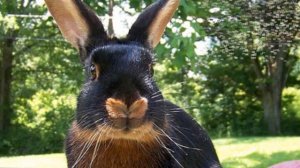 Разведение Черно-огненных кроликов как бизнес идея | Кролиководство | Черно-огненный кролик