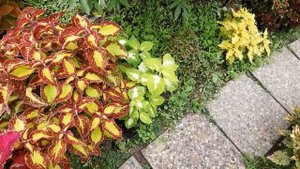 Колеусы 2022 с комментариями