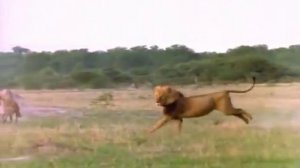 ЛЕВ УБИЛ ГИЕНУ