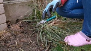 Осока Морроу Айс Дэнс / рассадка молодых побегов /