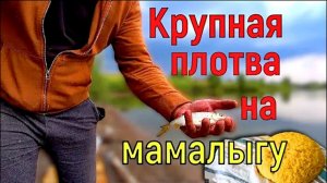 Крупная плотва весной на секретный ингредиент