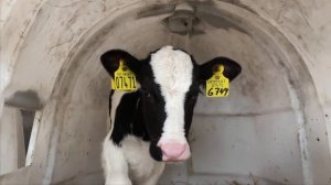 Молочная ферма в Дании. Взгляд изнутри. Milk farm in Denmark