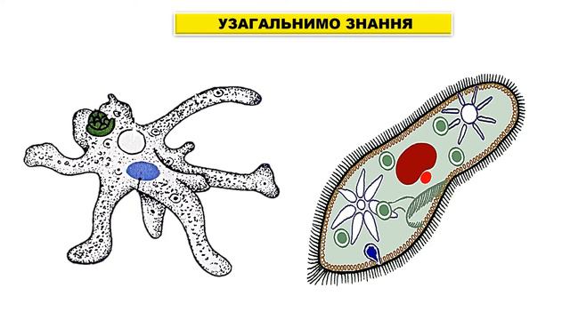 Одноклітинні твариноподібні організми. Біологія 6 клас. смотреть онлайн