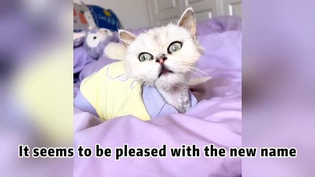 A cat walked gracefully to me,begging for me take it home, I take care of it with love after rescue смотреть онлайн