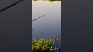 Загубье.Ловля карася.