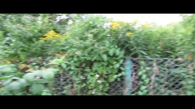 Всё про Дачу... Самовар"Германия смотреть онлайн