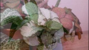 ФИТТОНИЯ. Уход, размножение, цветочные композиции.