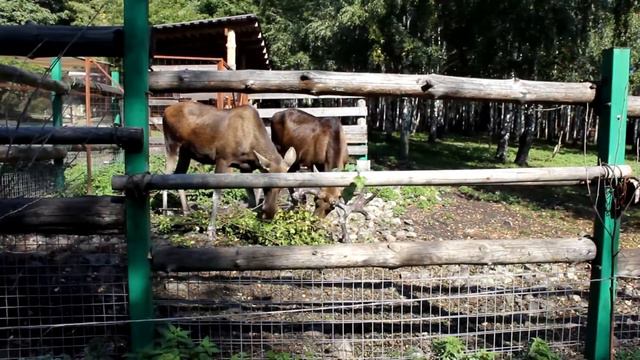 Поход в Зоопарк смотреть онлайн