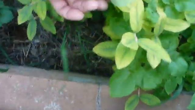 УРОЖАЙ жимолости МЕЙЛОН и ИНДИГО ДЖЕМ. смотреть онлайн