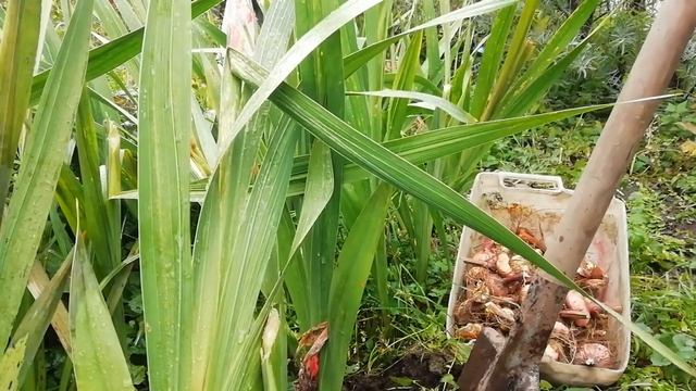 Почему нужно выкапывать луковицы гладиолусов смотреть онлайн
