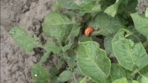 Наш огород // Обзор посадок