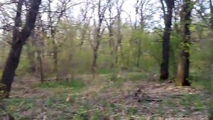 Где брать землю для участка. Плодородная земля из леса