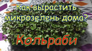 Как вырастить микрозелень в домашних условиях? Капуста кольраби - "северный лимон"