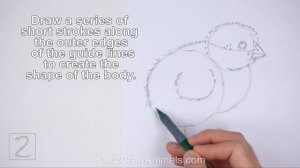 How to Draw a Baby Chick