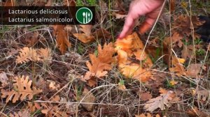 Lactarius, το μανιτάρι των αρχάριων - Lactarius, the beginner's mushroom