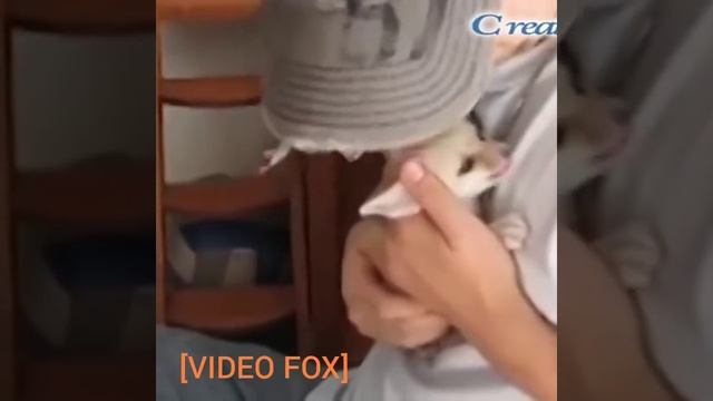 КАК ГОВОРЯТ ЛИСЫ!!! ШОК!!! смотреть онлайн