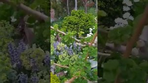 Заказать декоративные деревья и кустарники