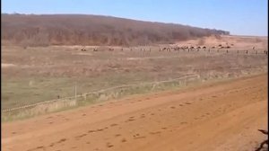 РЫСЬ ПОД СЕДЛОМ. Верховые бега лошадей.