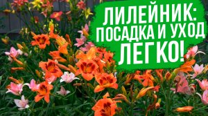 Все, что нужно знать о лилейниках. Выращивание лилейников - все очень просто!