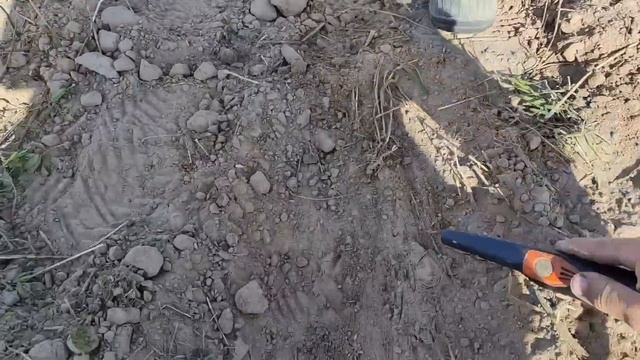 Последние дни лета. Коп 2023. Распашка чешуи. смотреть онлайн