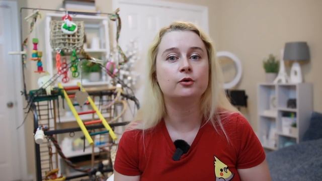 ЧТО ДЕЛАТЬ ЕСЛИ ПОПУГАЙ ИСПАЧКАЛСЯ