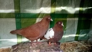 Красные чили на паровке.Бакинские голуби!