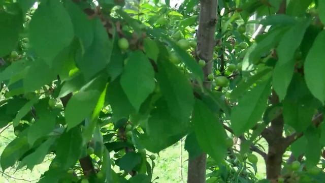 Обработка вишни и черешни смотреть онлайн