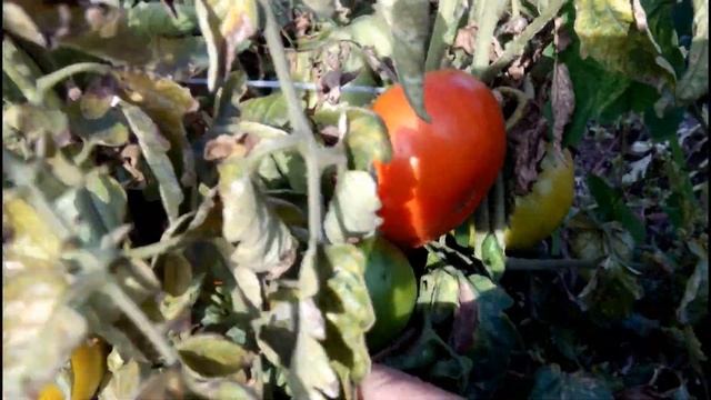 ??ТОМАТ МАРМАНДЕ. Обзор сорта. Выращивание без пасынкования смотреть онлайн