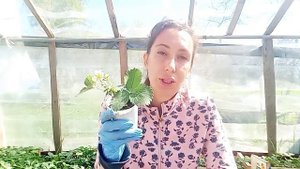 Удалять или не удалять цветоносы первого года на клубнике?? Эксперимент.