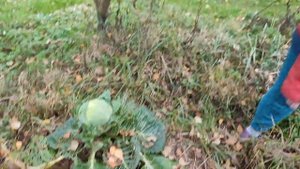 МОРОЗНАЯ капуста. Сильные ночные заморозки - повод убирать урожай на хранение