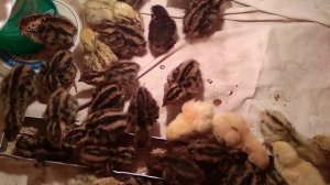 ИТОГИ ИНКУБАЦИИ ПЕРЕПЕЛОВ ФАРАОНОВ// ГИБРИД ПЕРЕПЕЛЁНОК