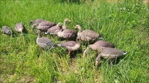 Обзор чучел гусей Белолобиков GHG Pro Grade XD 71588