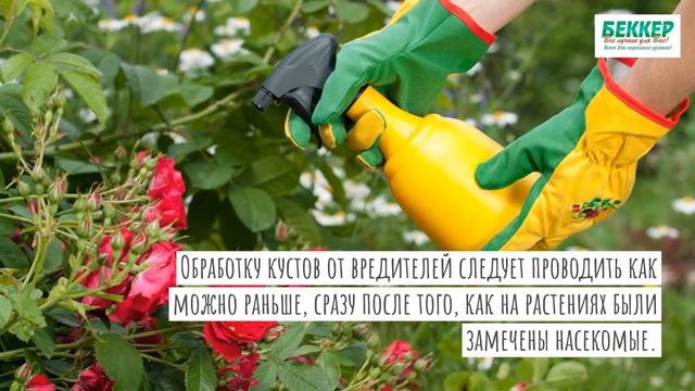 Правила ухода за плетистой розой смотреть онлайн