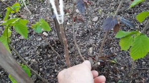 ФУНДУК . РАЗМНОЖЕНИЕ 🌱☘🌳🌰