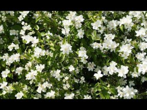 ТЛЯ НА МОЁМ ЖАСМИНЕ.