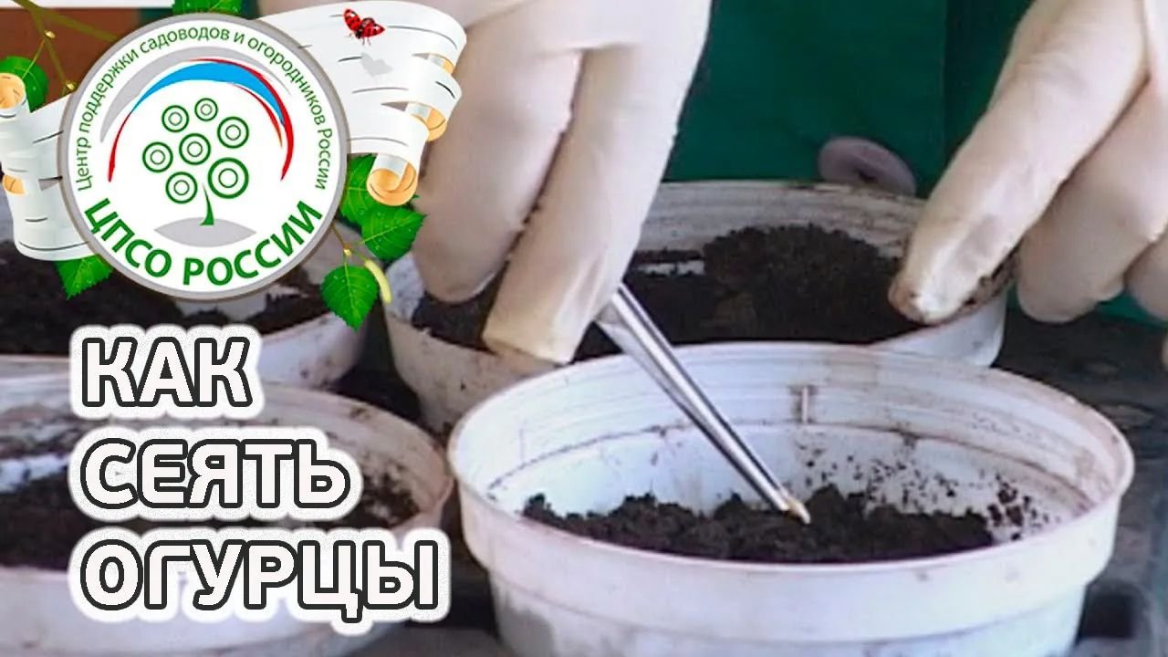 Как сажать огурцы. Как посадить огурцы на рассаду.