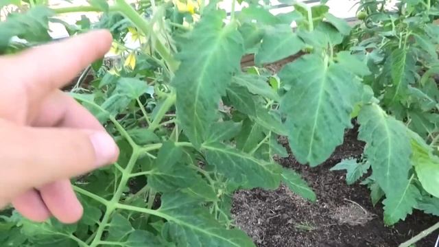 Томаты Розовая Катя, Пламя, Императорская слабость - ранние, отлично вяжут кисти при любой погоде. смотреть онлайн