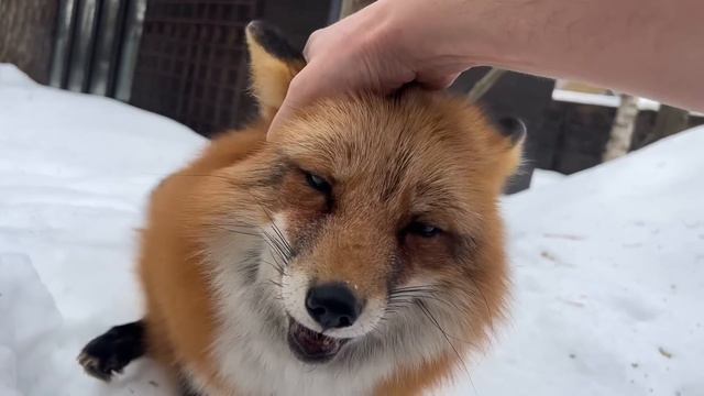 Алиса - лиса. Еще немного смотреть онлайн