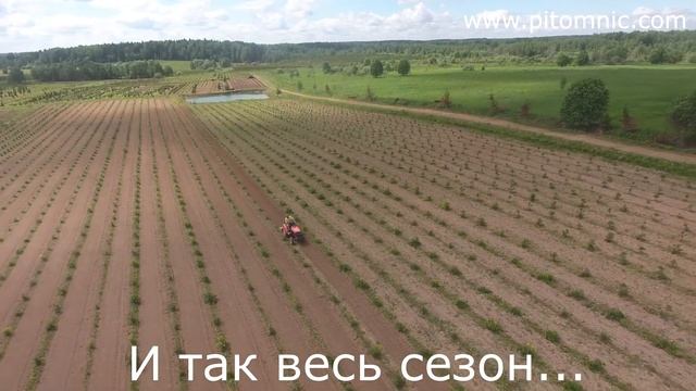 Откуда у нас туи в контейнерах смотреть онлайн