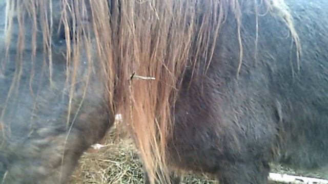 Как определить скорую выжеребку у лошади. смотреть онлайн