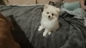 Немецкий цвергшпиц (померанский)