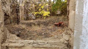 Мариновка.Упразднённое село.Едем вдоль руин