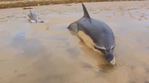 Спасение дельфинов / Dolphin rescue