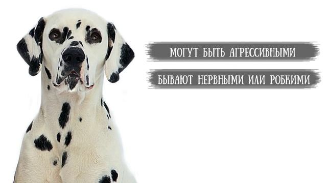 Далматин, далматинец - породы собак.