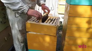 Улей удав, главный взяток 2020!