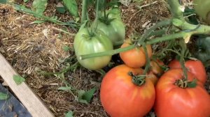 САМЫЕ УРОЖАЙНЫЕ ТОМАТЫ 2023/ КОЛЛЕКЦИЯ ТОМАТОВ 2023