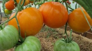 Сорта Томатов которые проявили себя наилучшим образом. Обзор самых лучших