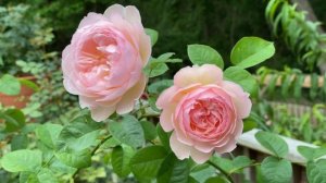 Rose - Gentle Hermione