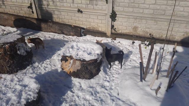 Добрый день из питомника Чихуахуа Кастропуло Крым Симферополь гуляем по снегу +79787458062 смотреть онлайн